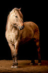 Icelandic horse