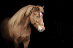 Icelandic horse mare