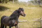 Icelandic horses stallion portrait