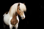 Icelandic horses stallion portrait