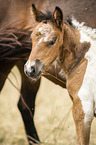 Icelandic horse foal