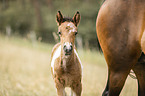 Icelandic horse foal