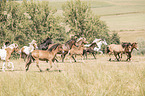 Icelandic horses