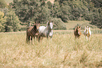 Icelandic Horse