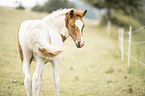 Icelandic horse foal