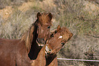 Icelandic horses