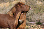 Icelandic horses