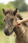 Icelandic horse foal