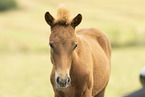 Icelandic horse foal