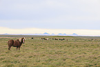 herd of Icelandic horses