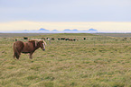 herd of Icelandic horses