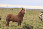 herd of Icelandic horses