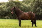 Icelandic horse with halter