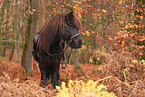 Icelandic horse in autumn