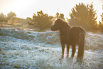 Icelandic horse in winter