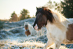 Icelandic horses