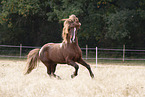 Icelandic stallion