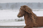 Icelandic stallion