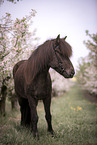 Icelandic horse in spring