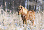 Islandic horse in winter