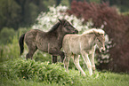 2 Icelandic horse foals