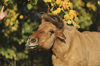 Icelandic horse