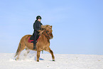 Icelandic horse