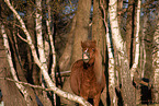 Icelandic horse