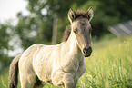 Icelandic horse foal