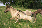 Icelandic horses