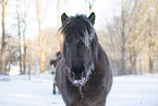 icelandic horse in winter