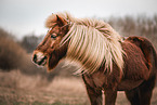 Icelandic horse