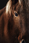 Icelandic horse