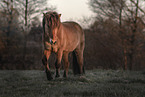 Icelandic horse