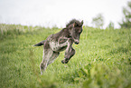 Icelandic Pony