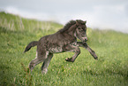 Icelandic Pony