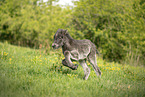 Icelandic Pony