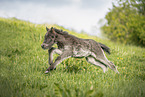 Icelandic Pony