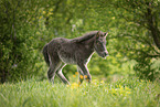 Icelandic Pony