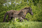 Icelandic Pony