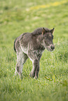 Icelandic Pony