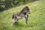 Icelandic Pony