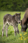 Icelandic Pony