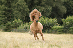 Icelandic Horse