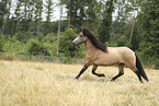 Icelandic Horse