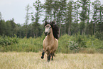 Icelandic Horse