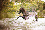 Icelandic Horse