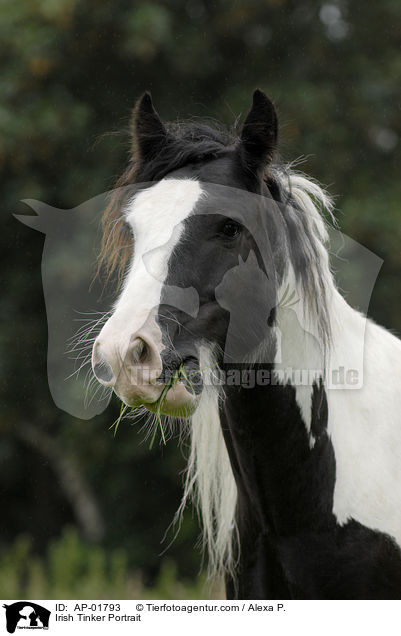 Irish Tinker Portrait / Irish Tinker Portrait / AP-01793