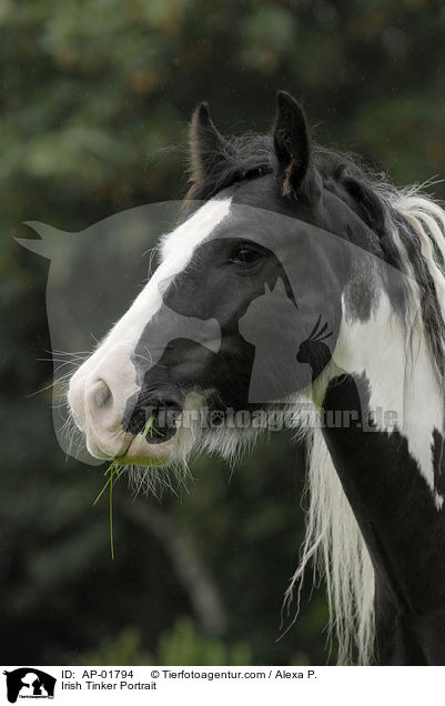 Irish Tinker Portrait / Irish Tinker Portrait / AP-01794