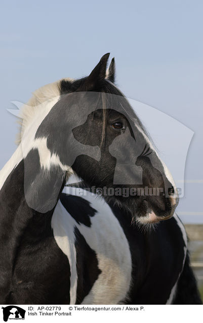 Irish Tinker Portrait / AP-02779